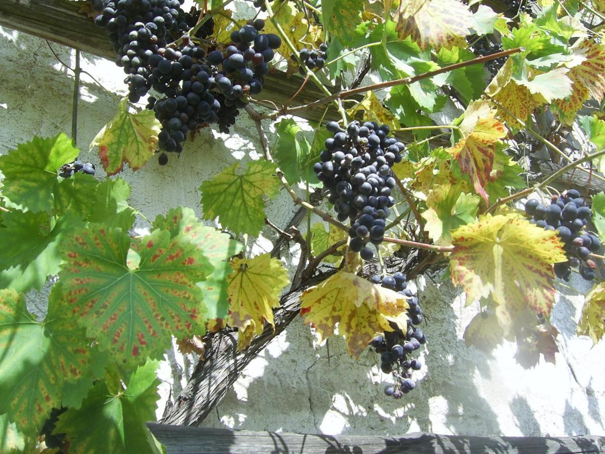 "Koziolek Suchodolek" Villa Brody  Buitenkant foto